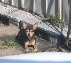 Lost Female Dog last seen Crosstown, del Río, california blvd, , Port St. Lucie, FL 34986