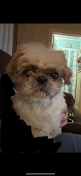 Lost Male Dog last seen Near Riley Road, Seguin, TX 78155