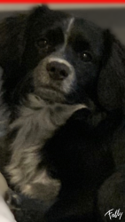 Lost Male Dog last seen 8th street and main, Los Angeles, CA 90014