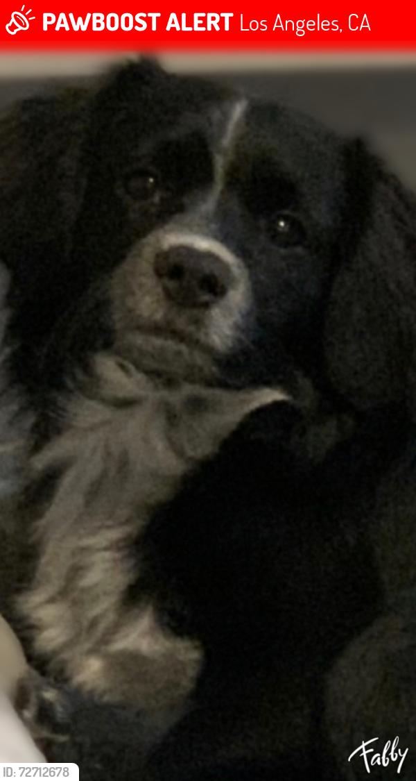 Lost Male Dog last seen 8th street and main, Los Angeles, CA 90014