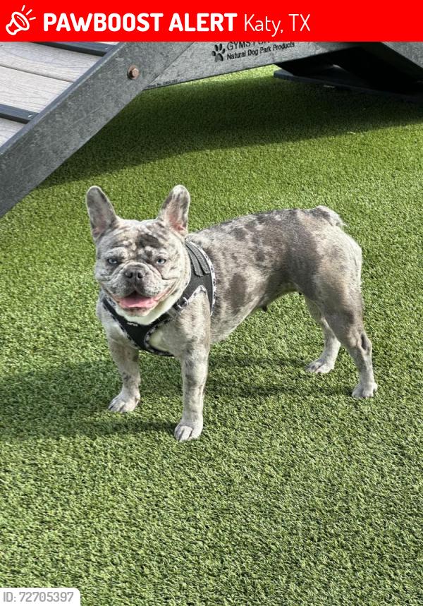 Lost Female Dog last seen West rd & Westgreen blvd, Katy, TX 77493