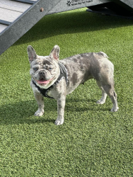 Lost Female Dog last seen West rd & Westgreen blvd, Katy, TX 77493