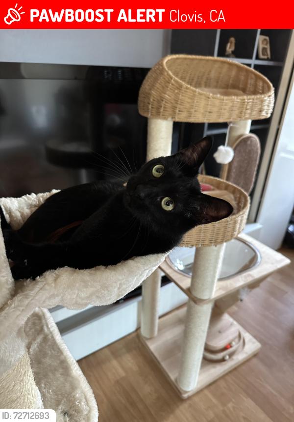 Lost Male Cat last seen Villa and sierra, Clovis, CA 93612