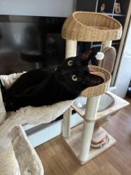 Lost Male Cat last seen Villa and sierra, Clovis, CA 93612
