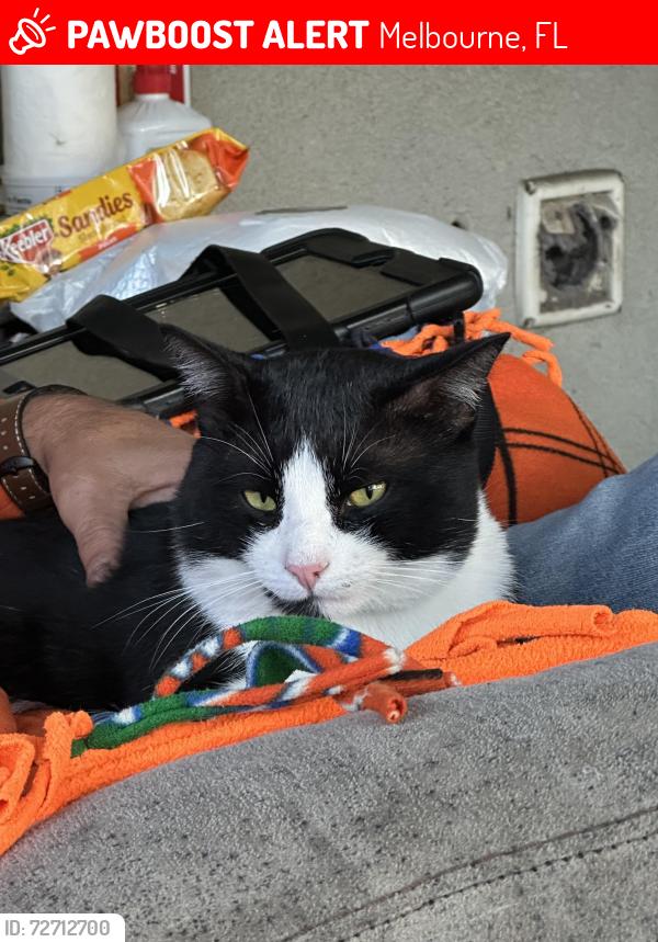 Lost Male Cat last seen Florida Institute of Technology , Melbourne, FL 32901