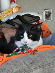 Lost Male Cat last seen Florida Institute of Technology , Melbourne, FL 32901