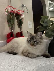 Lost Male Cat last seen Crosswood Park apmts , Citrus Heights, CA 95621