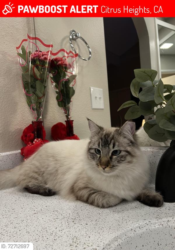 Lost Male Cat last seen Crosswood Park apmts , Citrus Heights, CA 95621