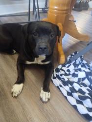 Found/Stray Female Dog last seen Elizabeth and harry, Wichita, KS 67213