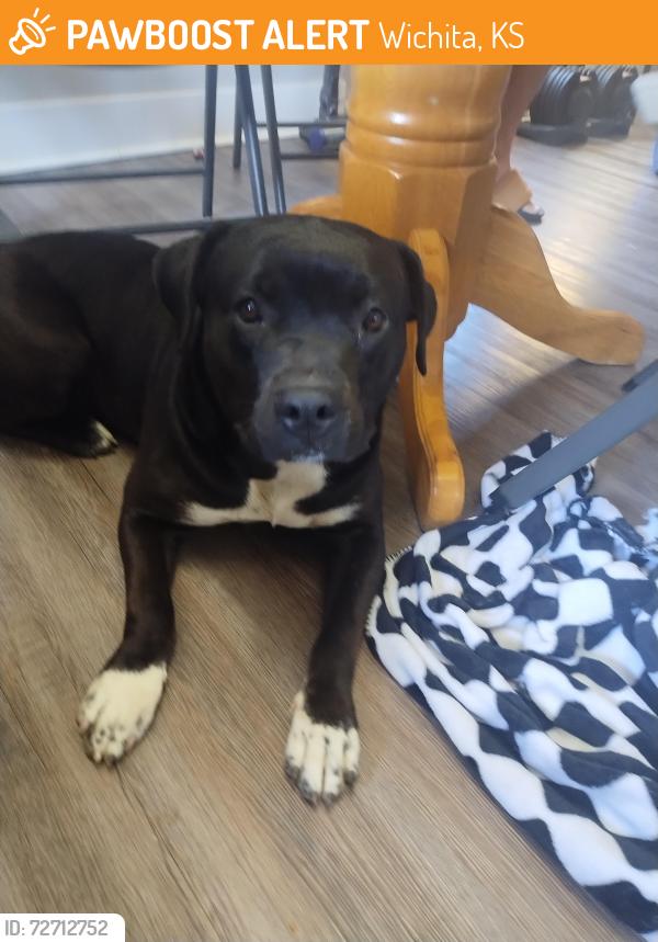 Found/Stray Female Dog last seen Elizabeth and harry, Wichita, KS 67213