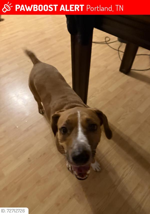 Lost Male Dog last seen Near highway , Portland, TN 37148