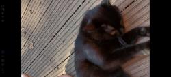 Lost Male Cat last seen 4th line / Spears, Oakville, ON L6L