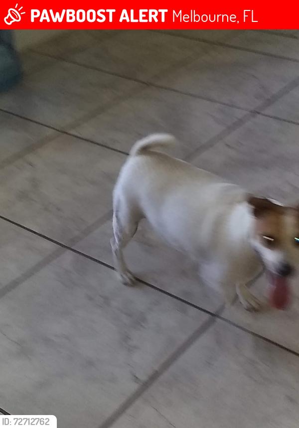Lost Female Dog last seen Sarno Rd, Eau Gallie , Melbourne, FL 32935
