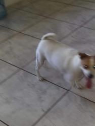 Lost Female Dog last seen Sarno Rd, Eau Gallie , Melbourne, FL 32935