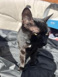 Found/Stray Unknown Cat last seen Deer creek, Worthington 43085, Columbus, OH 43085