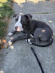 Found/Stray Male Dog last seen Melbourne Ave  & Orlando Ave  , Hayward, CA 94545