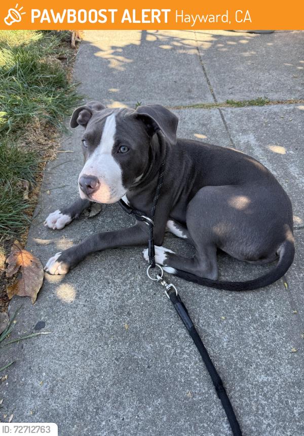Found/Stray Male Dog last seen Melbourne Ave  & Orlando Ave  , Hayward, CA 94545