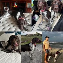 Lost Female Dog last seen Staples and Gollihar, Corpus Christi, TX 78411