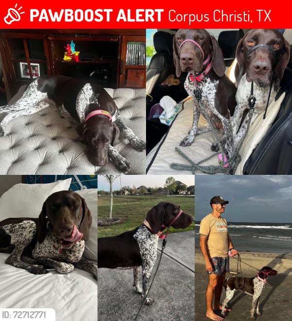Lost Female Dog last seen Staples and Gollihar, Corpus Christi, TX 78411