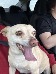 Found/Stray Female Dog last seen By Walmart, Kennedale, TX 76016