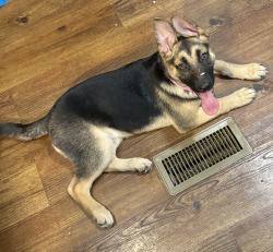 Lost Female Dog last seen Willowbend st , Livingston, TX 77351
