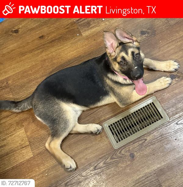 Lost Female Dog last seen Willowbend st , Livingston, TX 77351