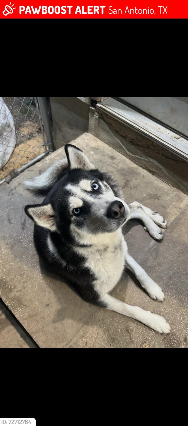 Lost Male Dog last seen Military hunt lane, San Antonio, TX 78213