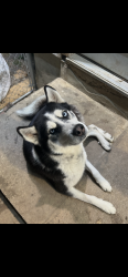 Lost Male Dog last seen Military hunt lane, San Antonio, TX 78213