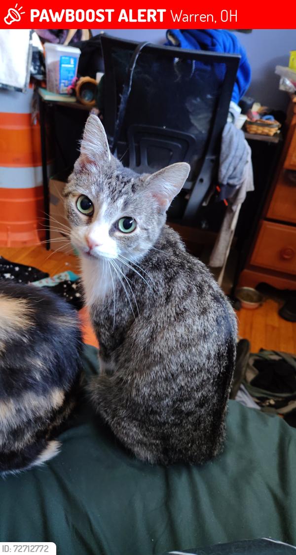Lost Female Cat last seen Fastway drive thru inc, Warren Ohio 44485, Warren, OH 44485
