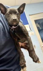 Shelter Stray Female Dog last seen Near Lawrenceville Hwy, Decatur, GA 30033, 30033, GA, Atlanta, GA 30341