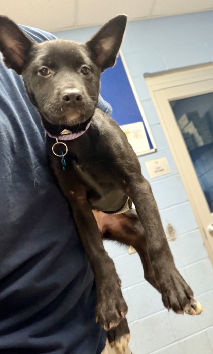 Shelter Stray Female Dog last seen Near Lawrenceville Hwy, Decatur, GA 30033, 30033, GA, Atlanta, GA 30341