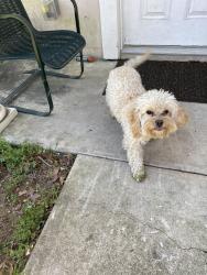 Found/Stray Female Dog last seen Near South Drive, North Little Rock, AR 72118