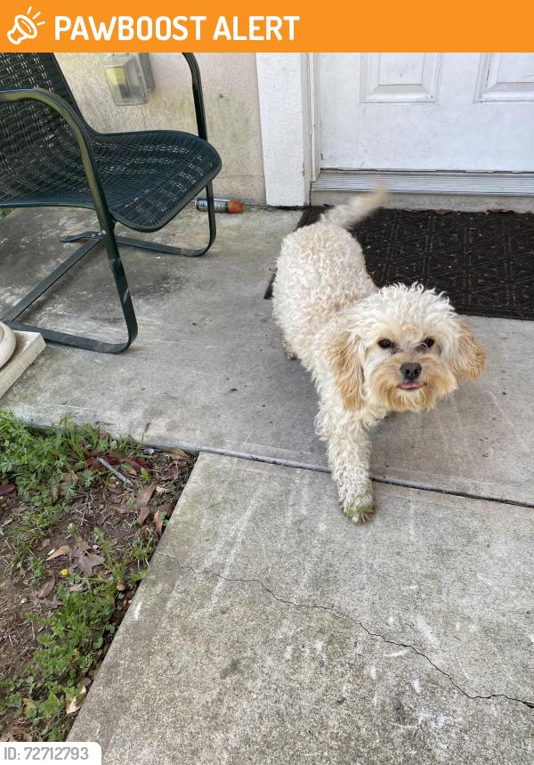Found/Stray Female Dog last seen Near South Drive, North Little Rock, AR 72118
