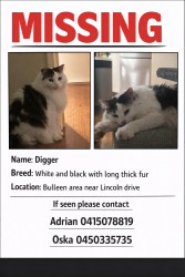 Lost Male Cat last seen Thompsons road Bulleen , Bulleen, VIC 3105
