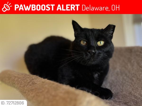 Lost Female Cat last seen Baywood Drive, Deerfield Place, Flintwood Drive, Delaware, OH 43015
