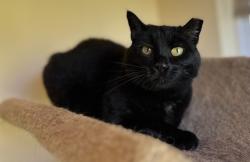 Lost Female Cat last seen Baywood Drive, Deerfield Place, Flintwood Drive, Delaware, OH 43015