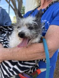 Found/Stray Unknown Dog last seen Near Copley Dr, San Diego, CA 92111, San Diego, CA 92111