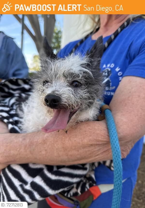 Found/Stray Unknown Dog last seen Near Copley Dr, San Diego, CA 92111, San Diego, CA 92111
