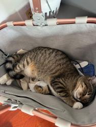 Lost Female Cat last seen George Light Rd, Solway Rd, Knoxville, TN 37931