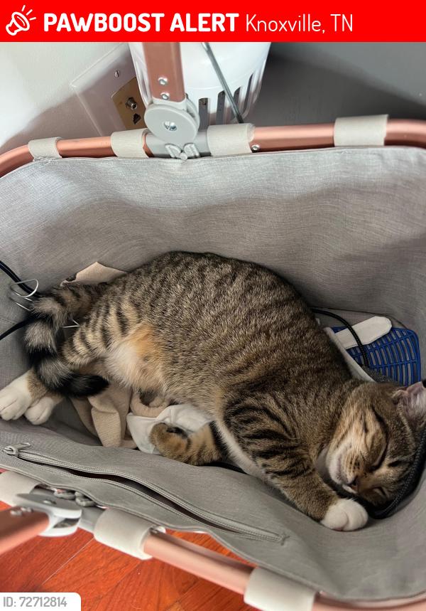 Lost Female Cat last seen George Light Rd, Solway Rd, Knoxville, TN 37931