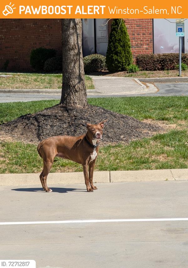 Found/Stray Unknown Dog last seen University Parkway & North Point Blvd, Winston-Salem, NC 27106