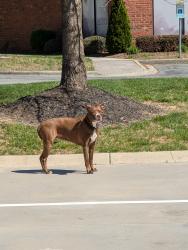 Found/Stray Unknown Dog last seen University Parkway & North Point Blvd, Winston-Salem, NC 27106