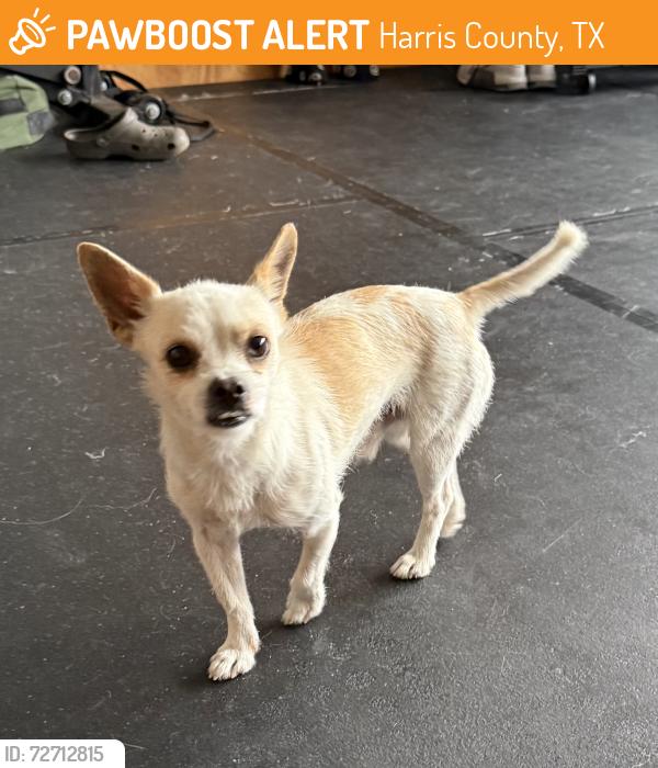 Found/Stray Male Dog last seen Ventana Lakes Walking trails, Harris County, TX 77449