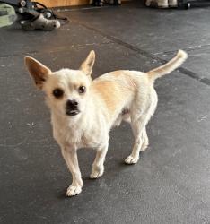 Found/Stray Male Dog last seen Ventana Lakes Walking trails, Harris County, TX 77449
