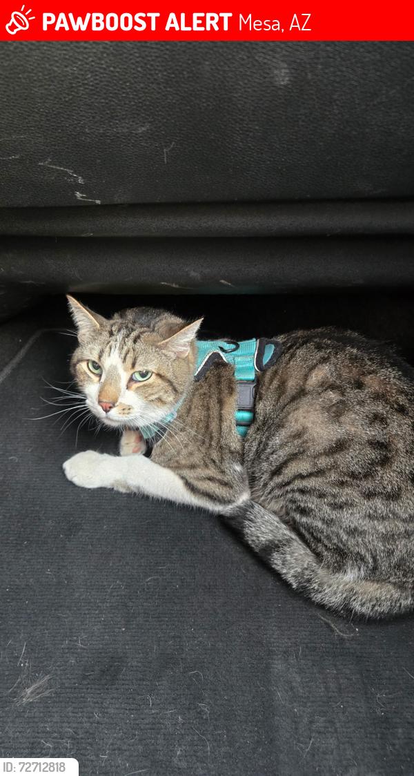 Lost Male Cat last seen Dana & Date, Mesa, AZ 85210