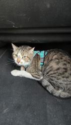 Lost Male Cat last seen Dana & Date, Mesa, AZ 85210