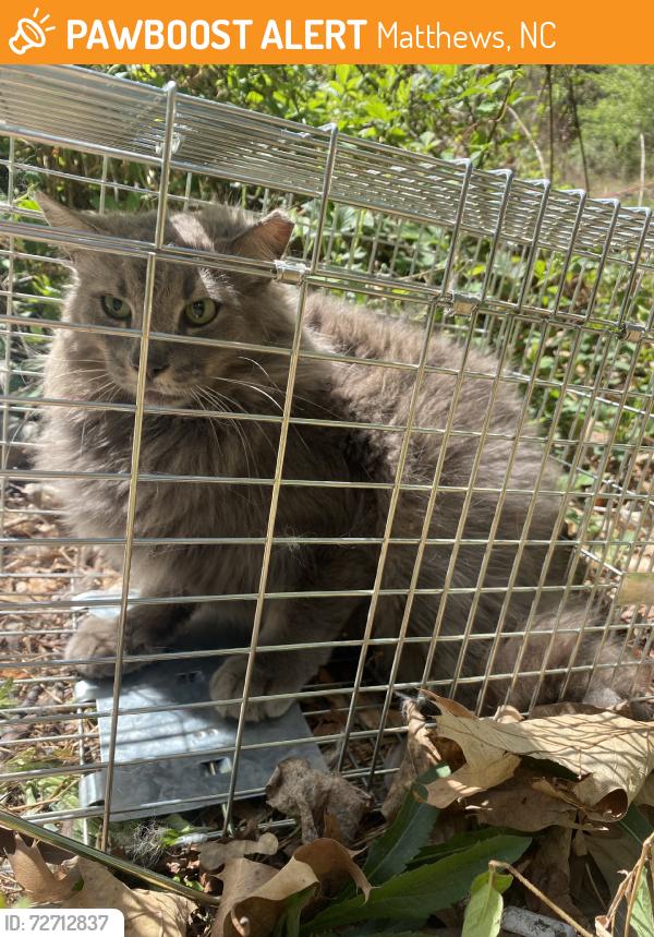 Found/Stray Male Cat last seen Roams the MAA Fifty One Complex, Matthews, NC 28105