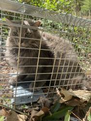 Found/Stray Male Cat last seen Roams the MAA Fifty One Complex, Matthews, NC 28105