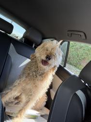 Found/Stray Unknown Dog last seen Monroe and Linda , Carlsbad, CA 92008