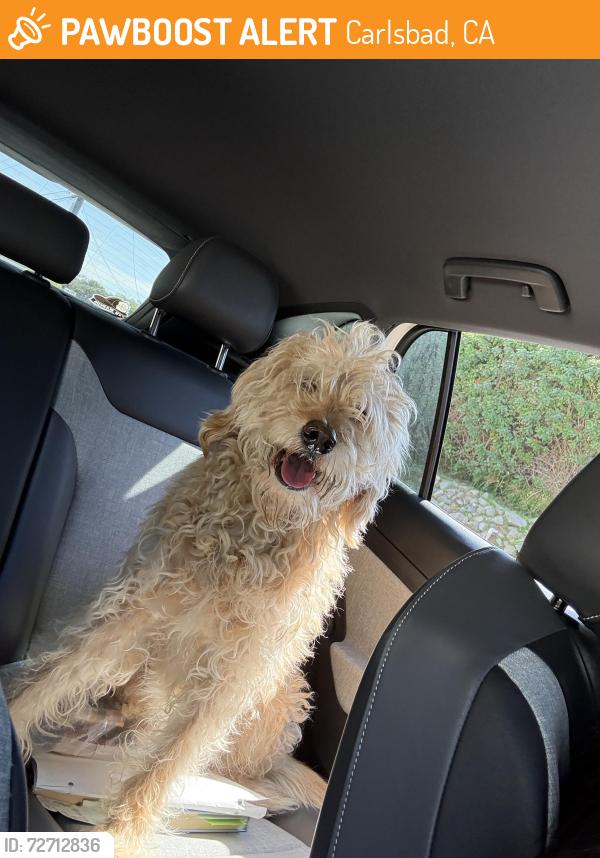 Found/Stray Unknown Dog last seen Monroe and Linda , Carlsbad, CA 92008